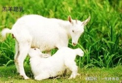 百万网红小羊吃瓜,揭秘娱乐圈幕后风云