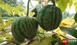 绿色西瓜爆料视频在线观看,揭秘幕后真相，带你领略真实世界
