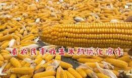 农村玉米爆料视频,揭秘农村玉米种植背后的故事