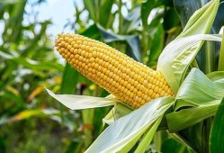 农村玉米爆料视频,揭秘农村玉米种植背后的故事