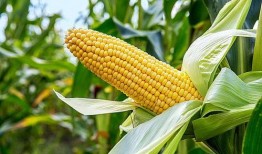 农村玉米爆料视频,揭秘农村玉米种植背后的故事