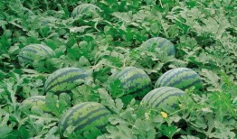 舒城网红吃瓜群微信,揭秘网络社交圈的趣味与争议