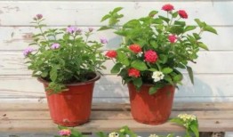 陕西美容院最新爆料视频,揭秘行业黑幕，视频曝光惊人真相