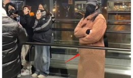 狗仔爆料怀孕视频大全集,怀孕视频大全集幕后真相大起底