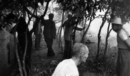 在线观看 蚁群,揭秘自然界中的智能与协作奇迹