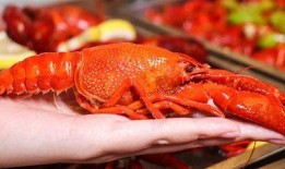 厦门龙虾爆料事件视频播放