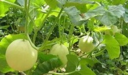 小香瓜视频爆料大全下载,揭秘娱乐圈幕后真相