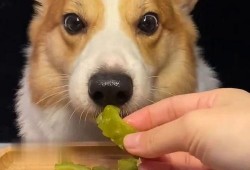 网红吃瓜狗子视频大全,萌宠界的欢乐盛宴
