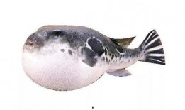 原神最新爆料叔叔的河豚,神秘生物背后的故事与传说