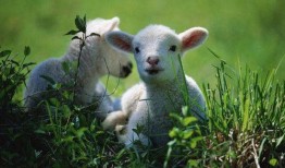 百万网红小羊吃瓜,揭秘娱乐圈幕后风云