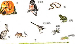 食物链在线观看