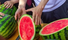 吃瓜免费大全,轻松解锁美食世界